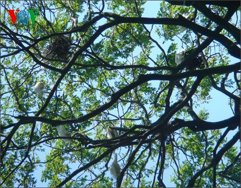 Störche-Garten Bang Lang – Symbol der Naturlandschaft im Süden - ảnh 17