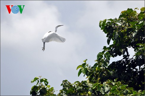 Störche-Garten Bang Lang – Symbol der Naturlandschaft im Süden - ảnh 19