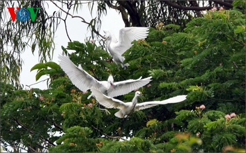 Störche-Garten Bang Lang – Symbol der Naturlandschaft im Süden - ảnh 22