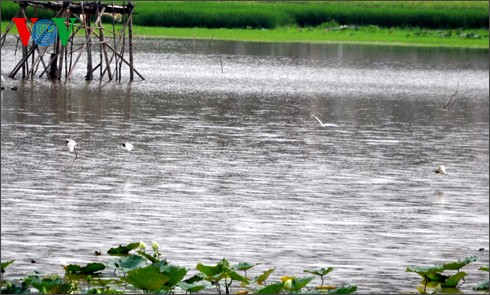 Störche-Garten Bang Lang – Symbol der Naturlandschaft im Süden - ảnh 6