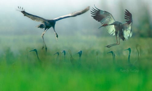 Schöne Landschaftsfotos in der Fotoserie über Kraniche des Fotografen Tang A Pau - ảnh 1