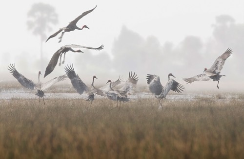 Schöne Landschaftsfotos in der Fotoserie über Kraniche des Fotografen Tang A Pau - ảnh 11