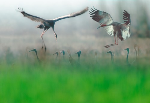 Schöne Landschaftsfotos in der Fotoserie über Kraniche des Fotografen Tang A Pau - ảnh 17