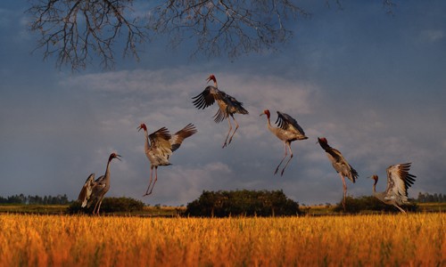 Schöne Landschaftsfotos in der Fotoserie über Kraniche des Fotografen Tang A Pau - ảnh 18