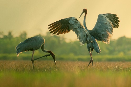 Schöne Landschaftsfotos in der Fotoserie über Kraniche des Fotografen Tang A Pau - ảnh 2