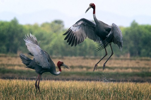 Schöne Landschaftsfotos in der Fotoserie über Kraniche des Fotografen Tang A Pau - ảnh 4