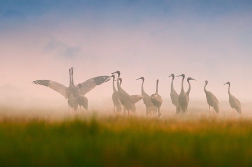 Schöne Landschaftsfotos in der Fotoserie über Kraniche des Fotografen Tang A Pau - ảnh 5