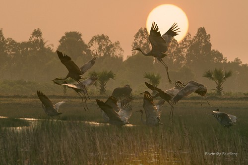 Schöne Landschaftsfotos in der Fotoserie über Kraniche des Fotografen Tang A Pau - ảnh 7