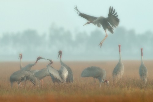 Schöne Landschaftsfotos in der Fotoserie über Kraniche des Fotografen Tang A Pau - ảnh 9