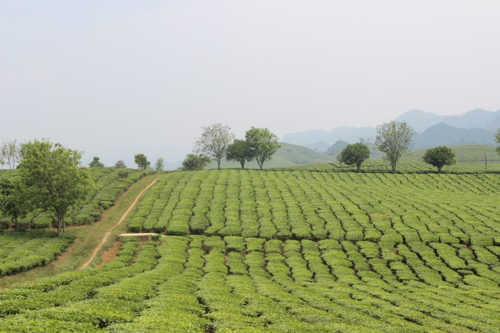 Erlebnistouren in Moc Chau - ảnh 1