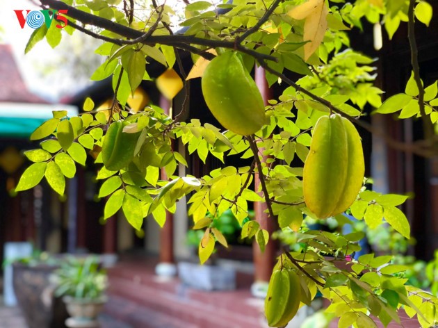 Tu Hieu – eine alte Pagode in Hue - ảnh 12