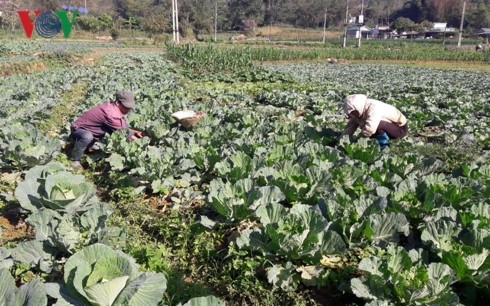 Dank der Intensivlandwirtschaftszonen finden Bauern in Lai Chau den Weg aus der Armut - ảnh 1