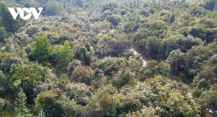 Herbstblühende Kamelie in der Grenzregion Binh Lieu in Quang Ninh - ảnh 1
