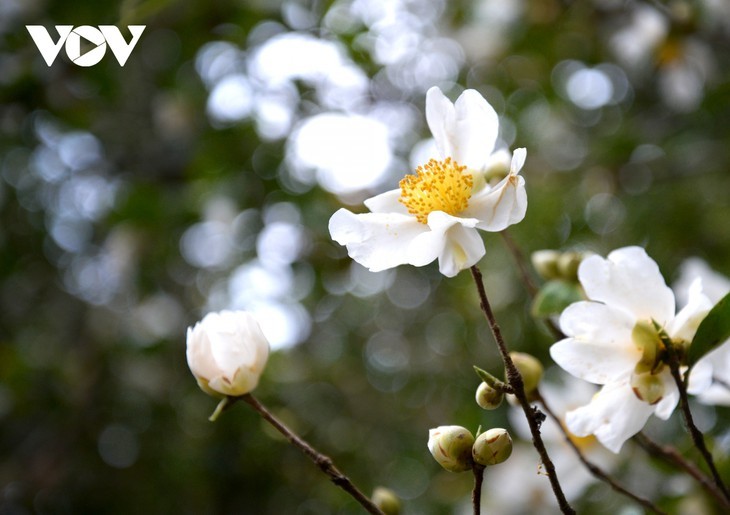 Herbstblühende Kamelie in der Grenzregion Binh Lieu in Quang Ninh - ảnh 2