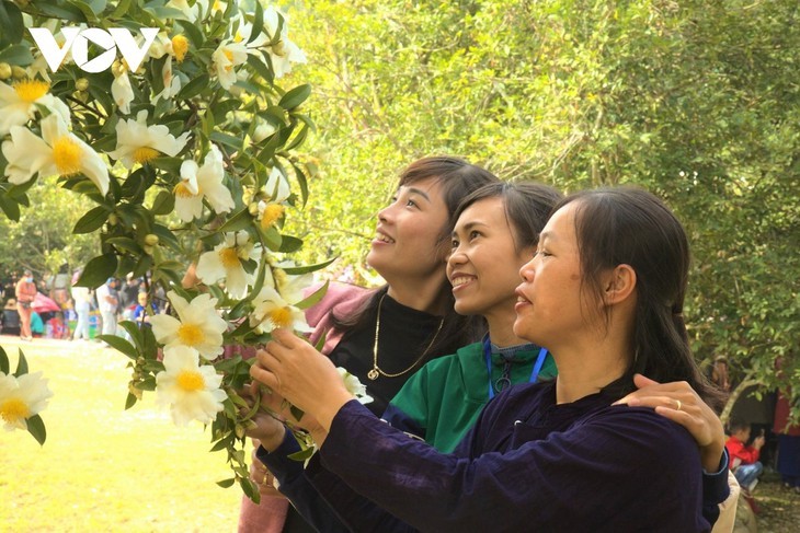 Herbstblühende Kamelie in der Grenzregion Binh Lieu in Quang Ninh - ảnh 9