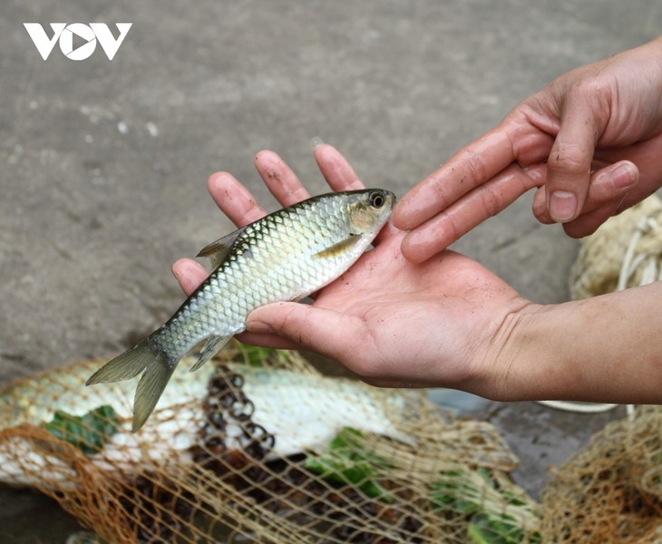 Bong-Fisch: Köstliches Gericht der Volksgruppe der Tay in Yen Bai - ảnh 1