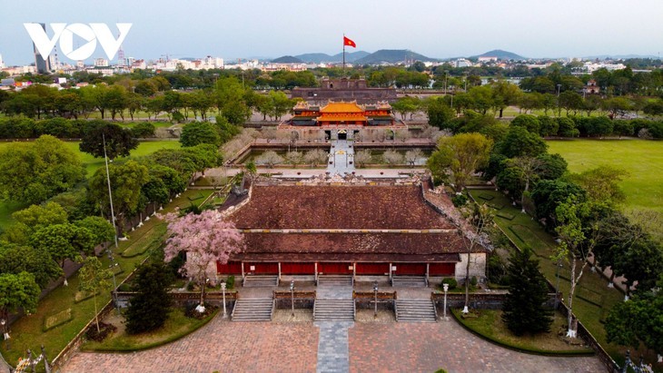 Wutong-Bäume blühen in der Hue-Zitadelle - ảnh 13