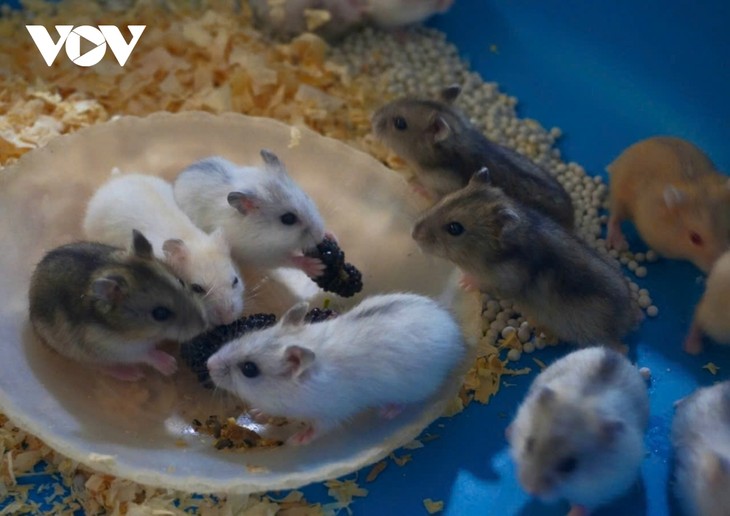 Einzigartige Modelle zum Anbau von Maulbeerbäumen und zur Hamsterzucht in der Provinz Hau Giang - ảnh 1