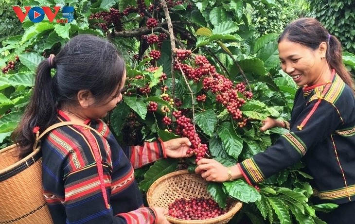 EaTu Café: Berühmte Kaffee-Genossenschaft im Hochland Tay Nguyen - ảnh 1