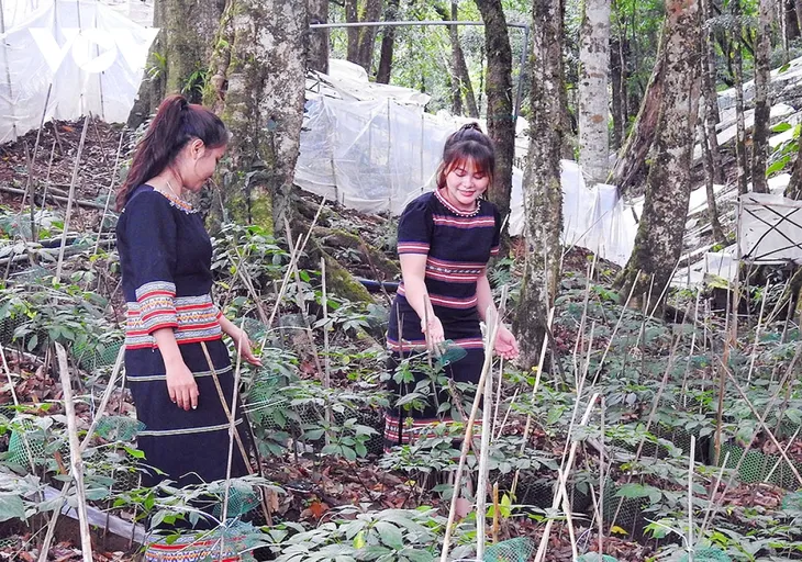 Volkswissen über den Ngoc Linh-Ginseng in Kon Tum als nationales immaterielles Kulturerbe anerkannt - ảnh 1