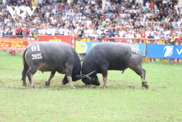 Einzigartiges traditionelles Wasserbüffel-Fest Do Son 2025 - ảnh 1