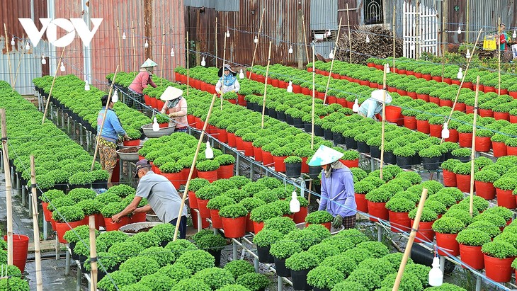 Blumen- und Zierpflanzenfestival Sa Dec 2025 findet vom 27. Dezember 2025 bis zum 4. Januar 2026 statt - ảnh 1