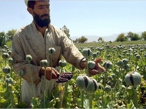 Afghanistan berencana menhapuskan 15.000 ha pohon candu - ảnh 1