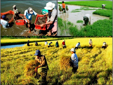 Konferensi evaluasi sementara tentang Resolusi Sidang Pleno ke-7 KS PKV, angkatan ke-10 tentang Pertanian, Petani dan Pedesaan - ảnh 1