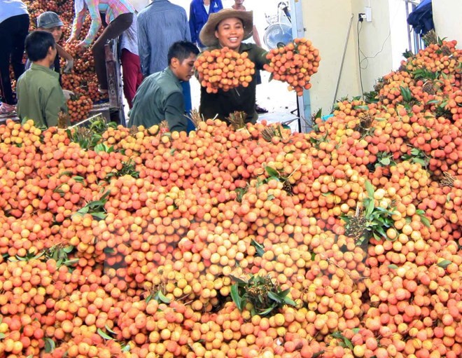 “Hari buah leci Vietnam” di Australia - ảnh 1