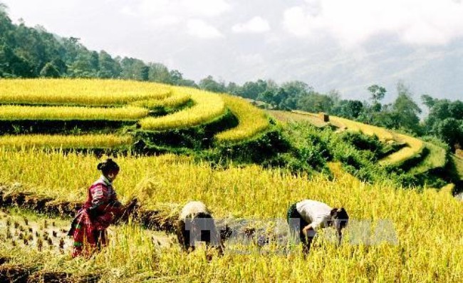 Acara pembukaan Pekan budaya dan pariwisata pesawahan terasering kebupaten Hoang Su Phi tahun 2015 - ảnh 1