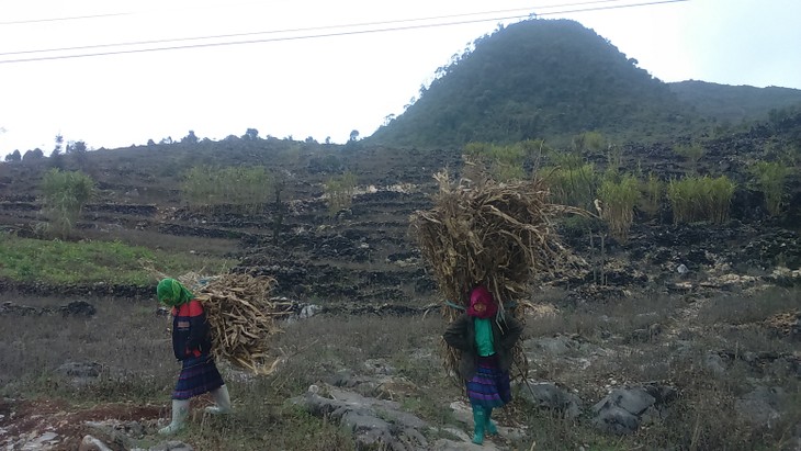 Para warga etnis minoritas Meo Vac bertarung melawan udara dingin berat - ảnh 7