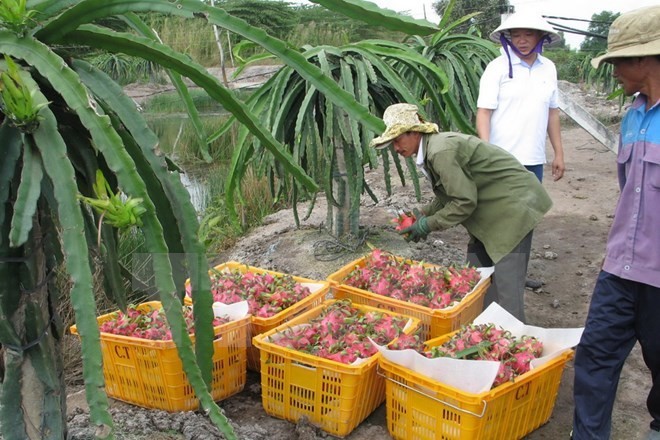 Australia mulai memperlajari impor buah naga segar dari Vietnam - ảnh 1