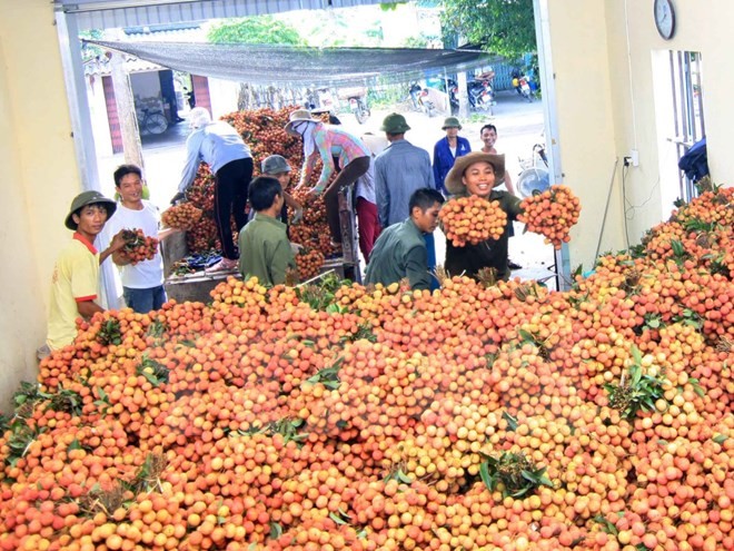 Lebih dari satu ton buah leci pertama diekspor ke pasar AS pada tahun 2016 - ảnh 1