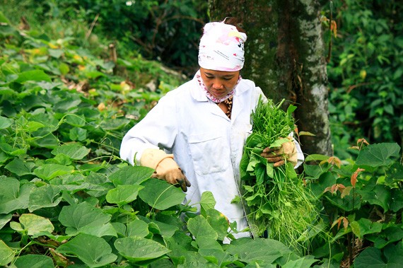 Keindahan kotamadya Tam Dao, provinsi Vinh Phuc - ảnh 9