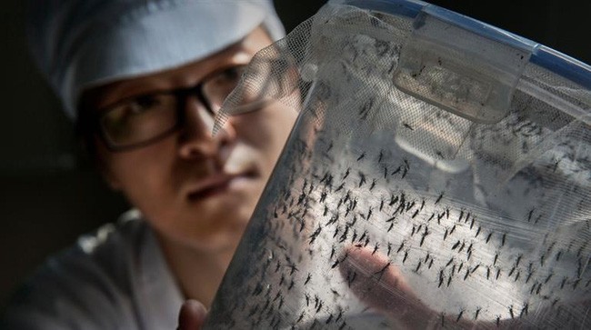 Peringatan mengenai bahaya virus Zika menular luas di kawasan Asia-Pasifik - ảnh 1