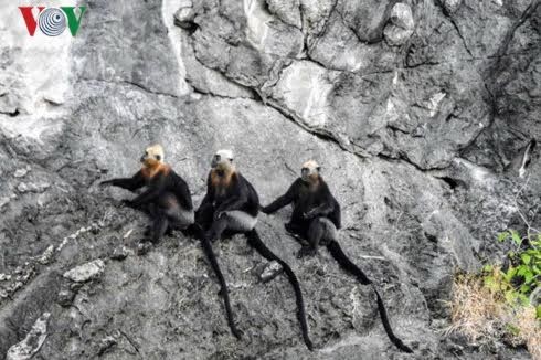 Para penjaga lutung di pulau Cat Ba - ảnh 1