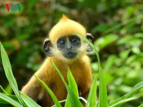 Para penjaga lutung di pulau Cat Ba - ảnh 2