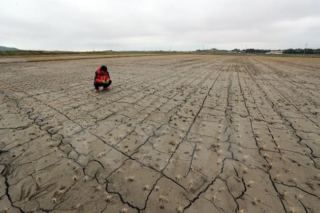  Para walikota di seluruh dunia mengimbau kepada pemimpin G-20 supaya berkomitmen menanggulangi perubahan iklim - ảnh 1