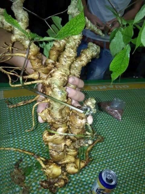 Mengembangkan brand ginseng Ngoc Linh dari Vietnam - ảnh 2