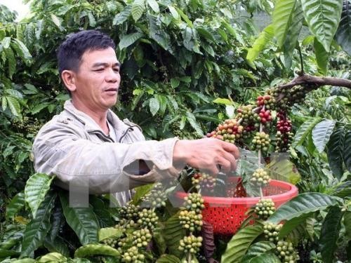  Vietnam ikut serta dalam badan pengurus Asosiasi Kopi Asia - ảnh 1