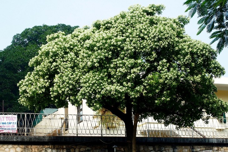 Warna musim gugur Kota Ha Noi - ảnh 10