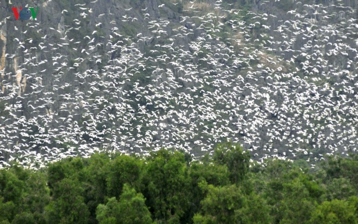 Menguak-tabir Van Long – Zona konservasi yang diakui sebagai Zona Ramsar ke-9 di Vietnam - ảnh 8