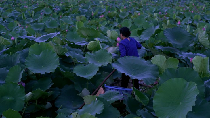 Teh beraroma teratai Danau Tay – Intisari orang Kota Hanoi - ảnh 1