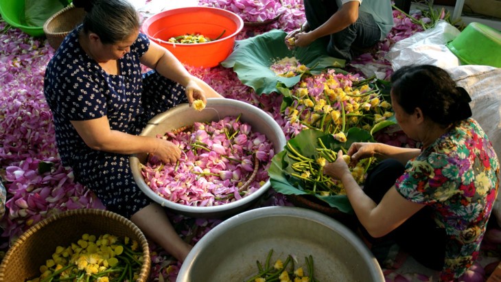 Teh beraroma teratai Danau Tay – Intisari orang Kota Hanoi - ảnh 22