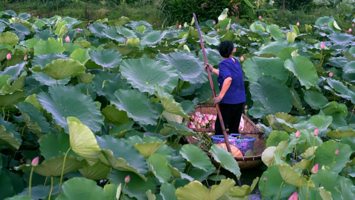 Teh beraroma teratai Danau Tay – Intisari orang Kota Hanoi - ảnh 2