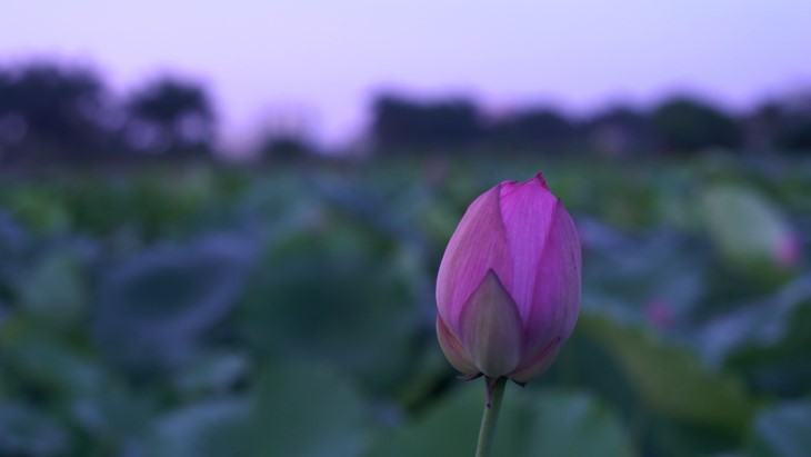 Teh beraroma teratai Danau Tay – Intisari orang Kota Hanoi - ảnh 3