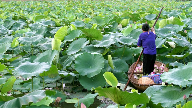 Teh beraroma teratai Danau Tay – Intisari orang Kota Hanoi - ảnh 4