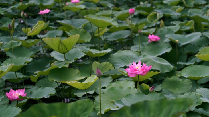 Teh beraroma teratai Danau Tay – Intisari orang Kota Hanoi - ảnh 6