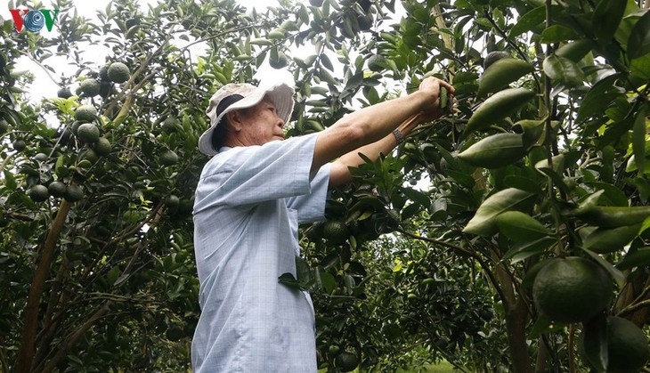 Kaum petani Kecamatan Truong Thanh bersama-sama mengusahakan kesejahteraan - ảnh 2