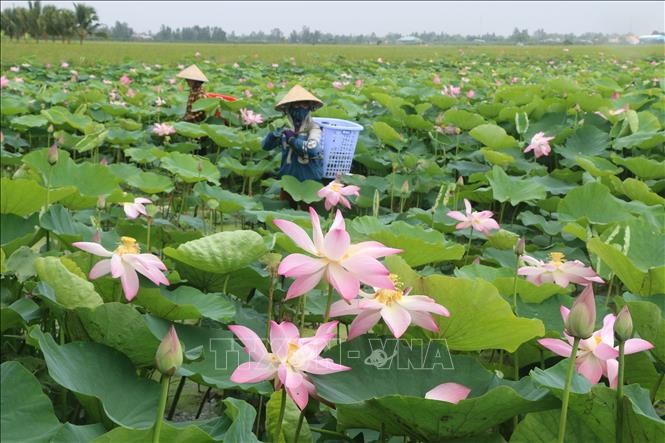 Impian dari bunga teratai - ảnh 4